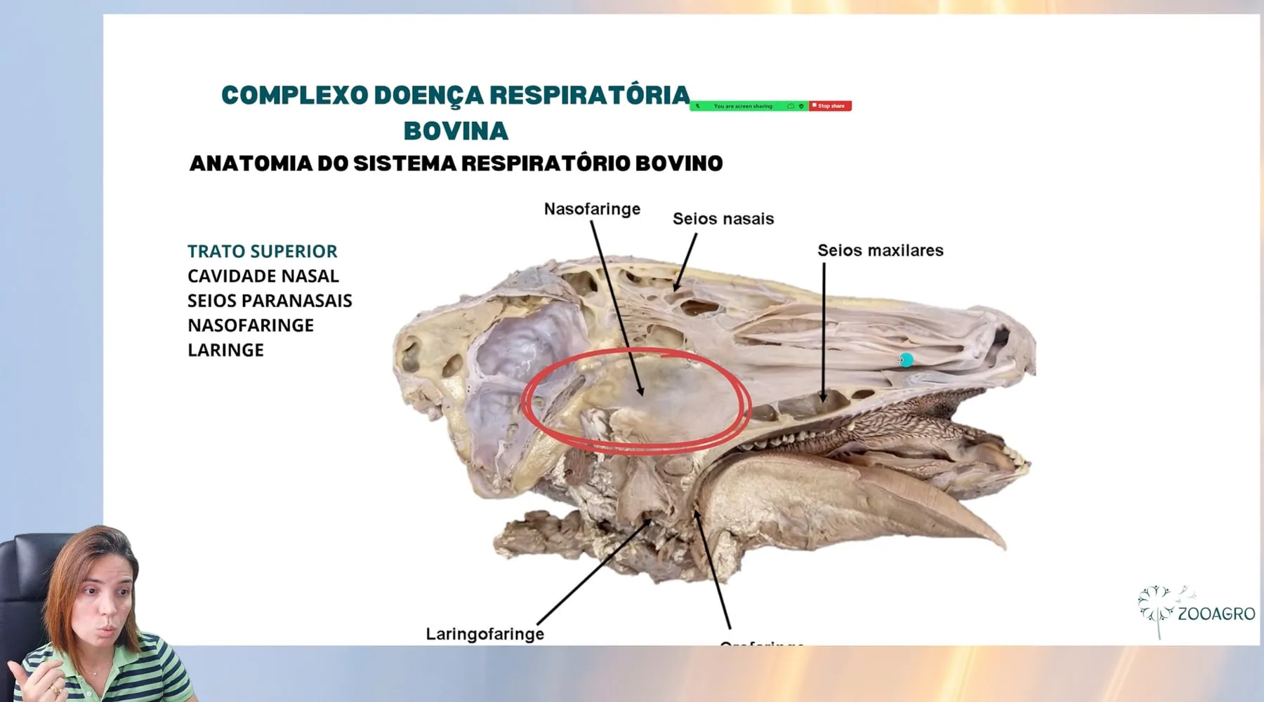 Tela de aula da mentoria, encontro 8