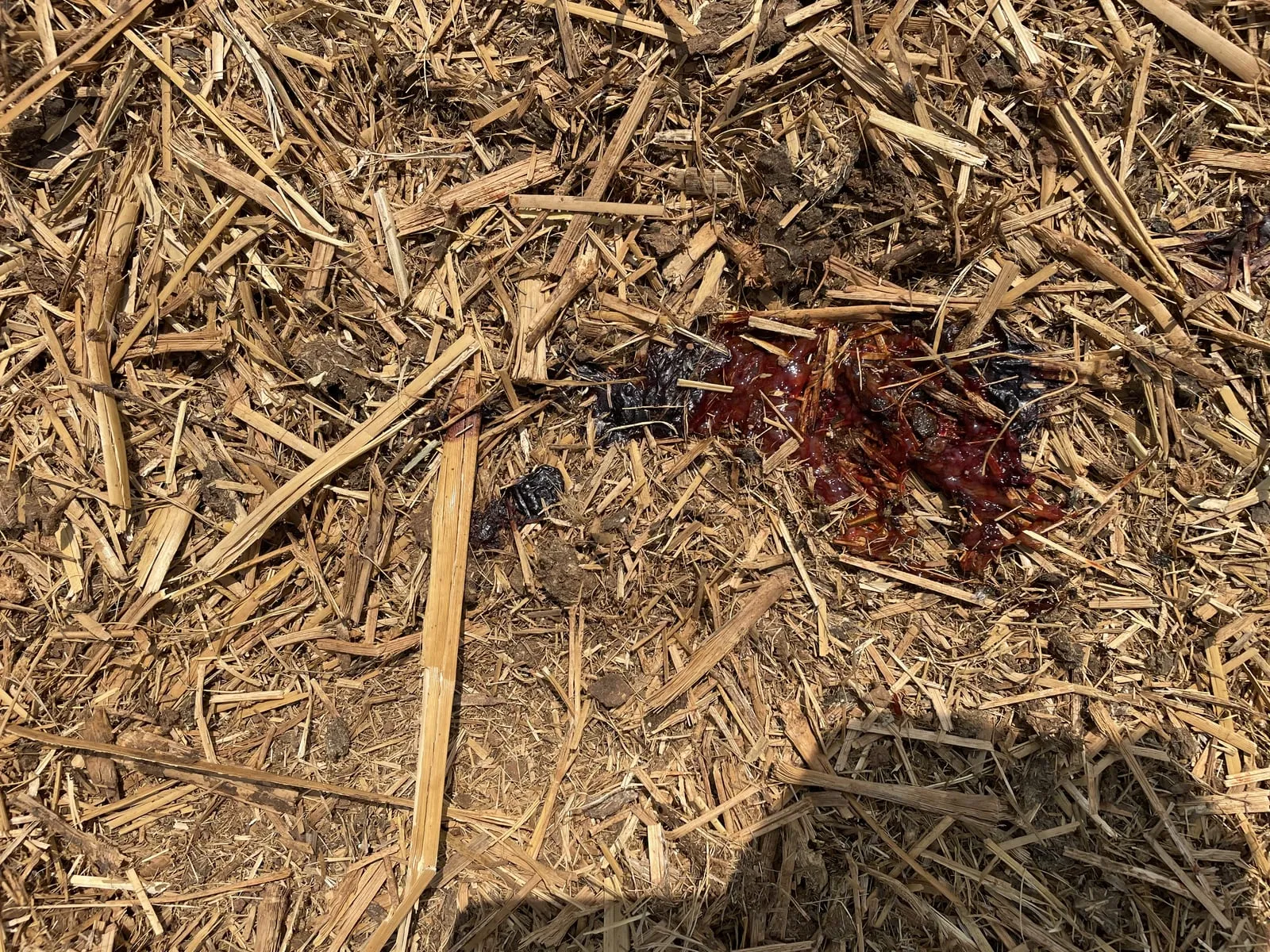 Fezes com coágulo de sangue sobre a cama de palha do bezerreiro