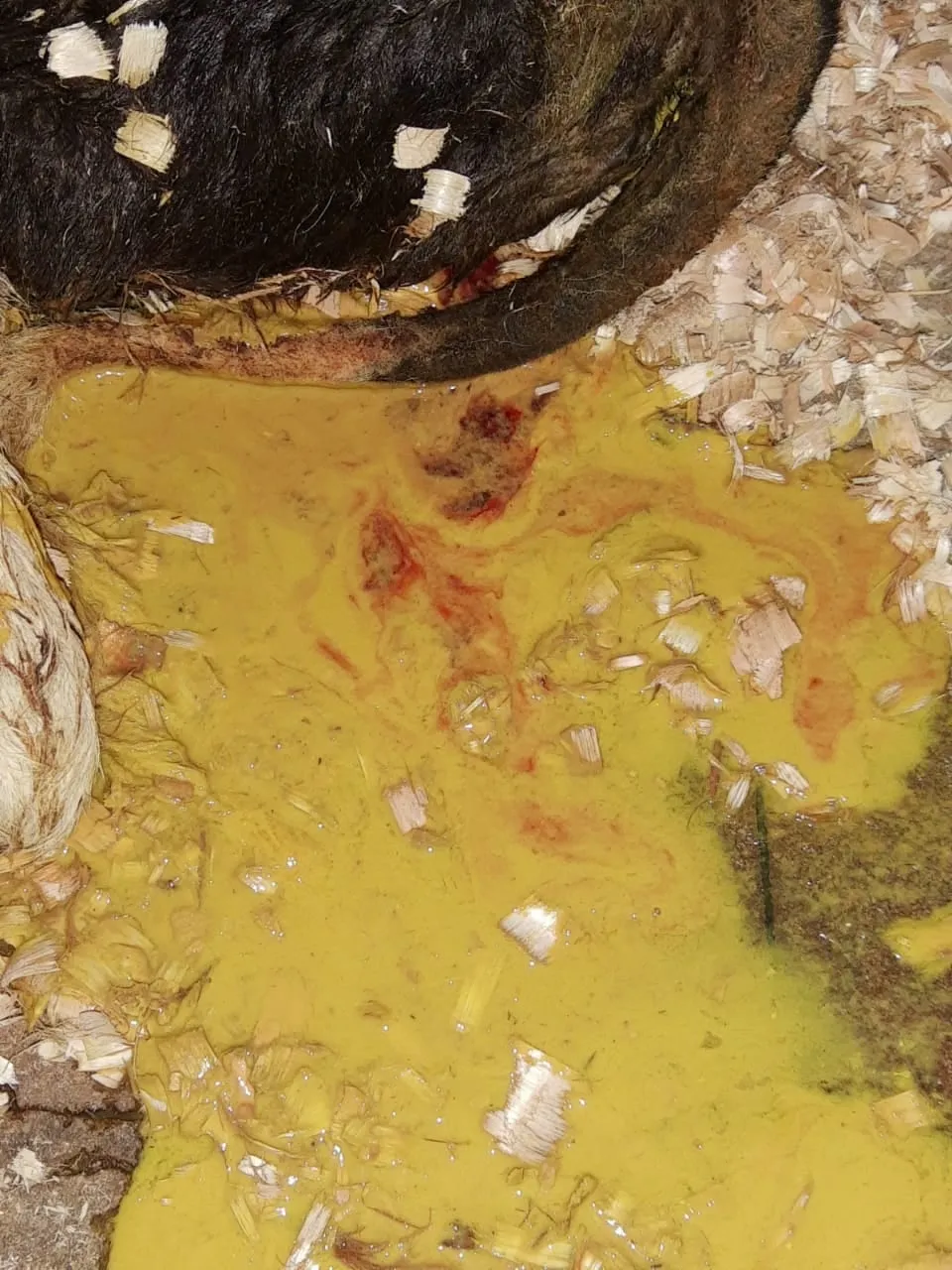 Fezes líquidas amarelas com estrias de sangue no piso, ao lado de um bezerro neonato