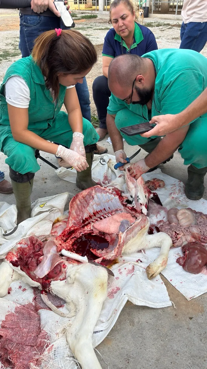 Procedimento de necropsia a campo conduzido pela equipe da Zooagro
